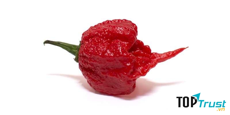 Loại ớt cay nhất thế giới- Carolina Reaper