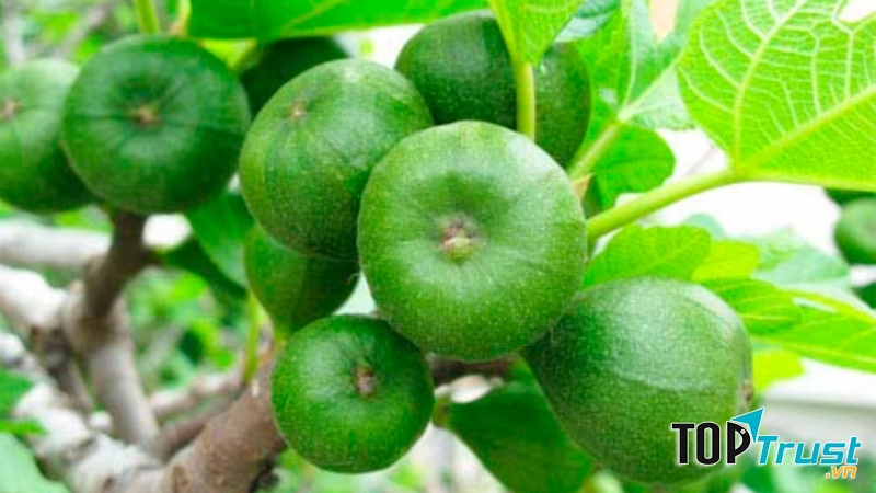 Sung trị táo bón cực kỳ hiệu quả