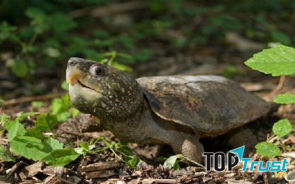 Rùa đầu to