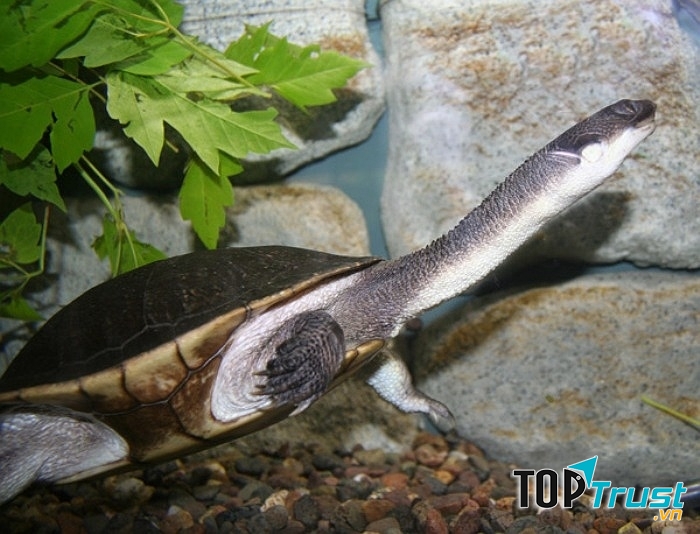 Rùa cổ dài phương Đông