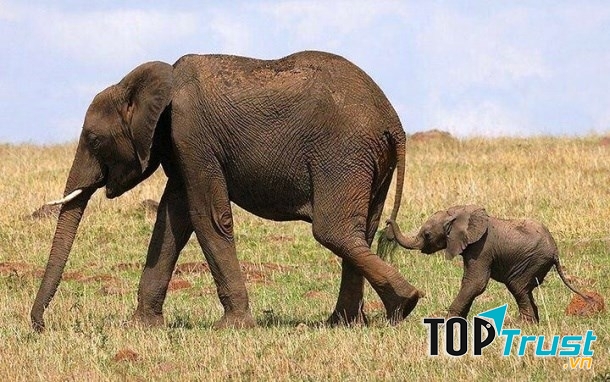 Loài vật ăn nhiều nhất - Loài voi