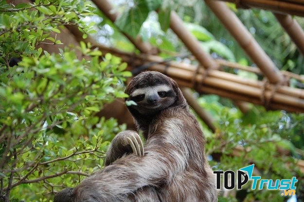 Loài vật lười biếng nhất thế giới - Loài lười