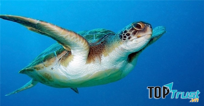 Rùa- động vật sống lâu nhất