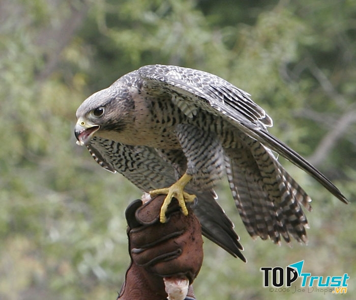 Loài vật tinh mắt nhất - Chim cắt