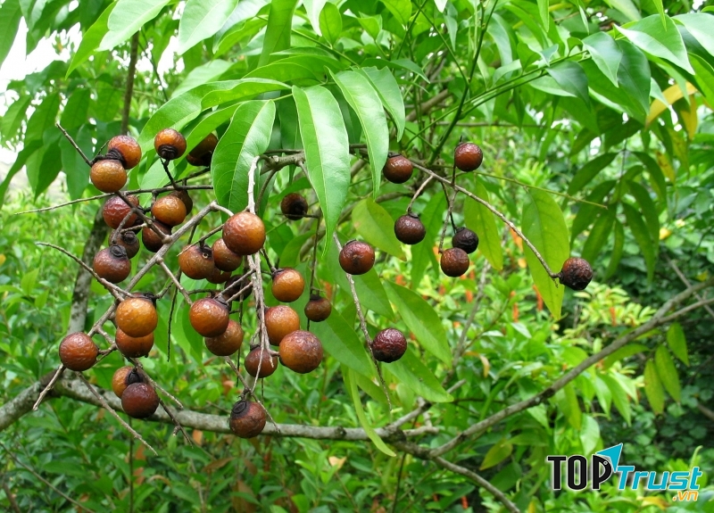 Quả bồ hòn khi chín