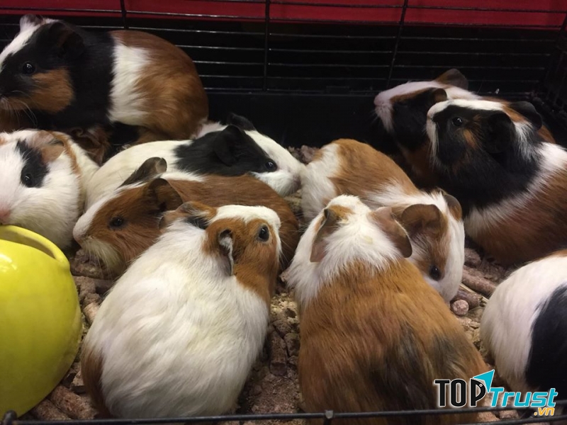 Lolipet Thiên đường thú cưng