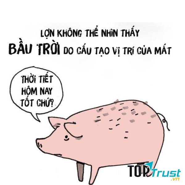 Lợn không thể nhìn thấy bầu trời