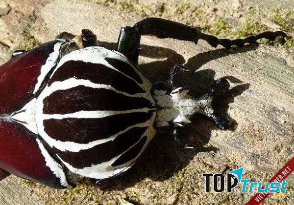 Bọ cánh cứng Goliath là loài bọ cánh lớn nhất