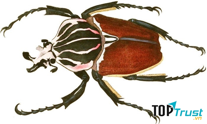 Những con đực có sừng trên đầu dùng làm vũ khí khi chiến đấu để giành thức ăn hoặc bạn tình.