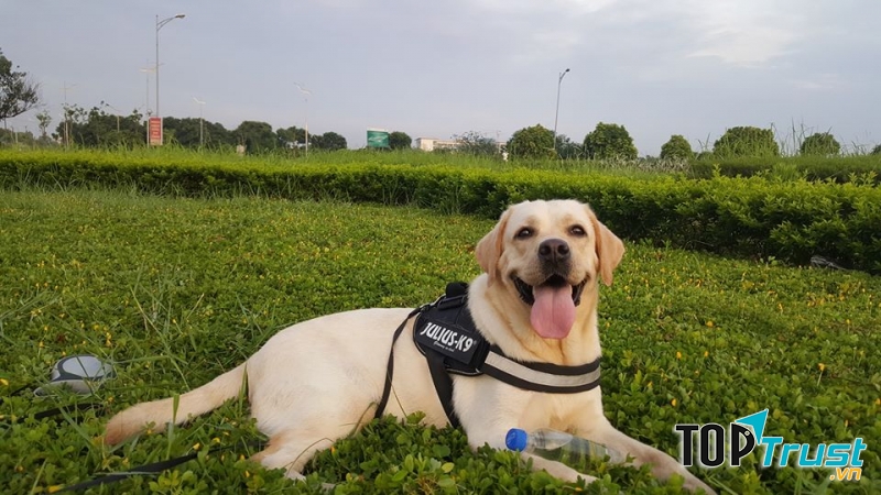 LongBien LabradorKannel