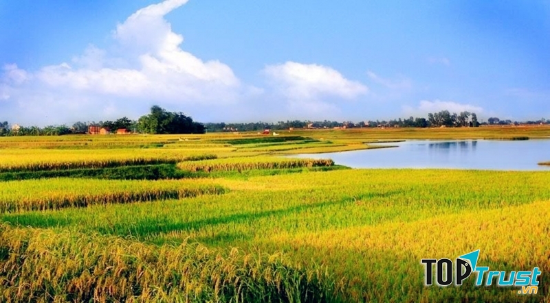 Cánh đồng lúa bát ngát