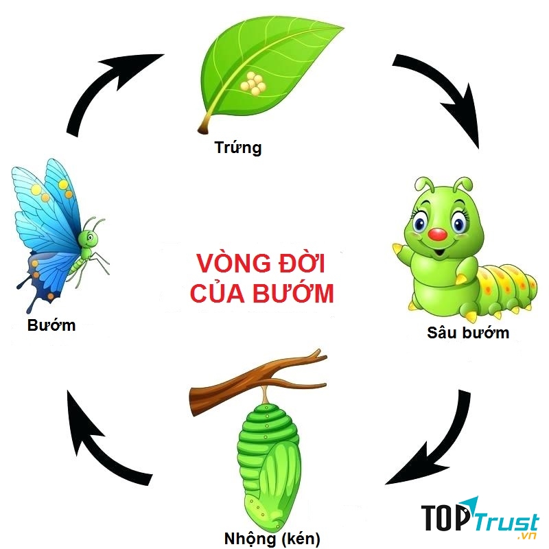 Luật tuần hoàn
