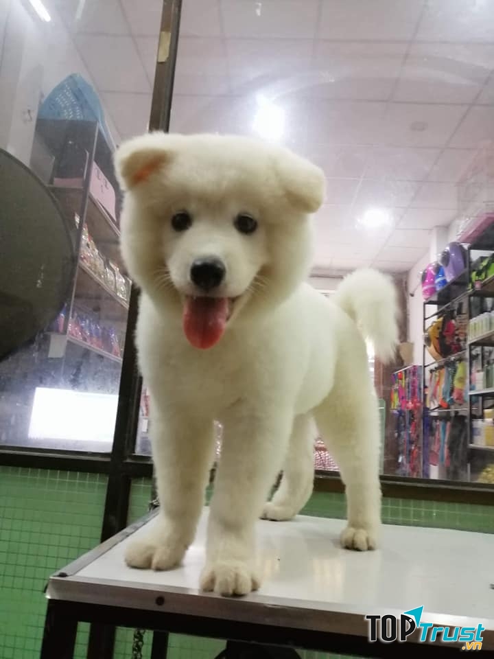 LuLu Pet Shop