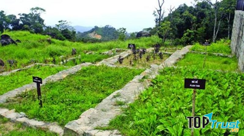 Bài thuốc chữa vô sinh của anh chủ yếu chỉ từ cây thuốc vườn nhà