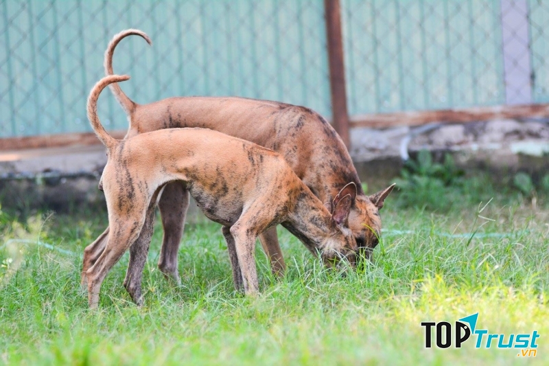 Chó Phú Quốc biết ăn đất hoặc cỏ dại để tự trị bệnh và cân bằng dưỡng chất trong cơ thể