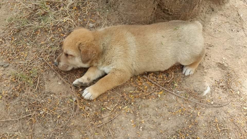 Nên cho chó con tiêm phòng đầy đủ