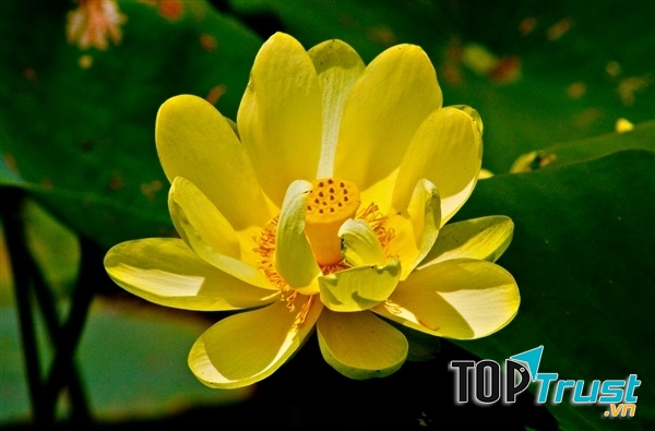 Hình ảnh lấy từ website