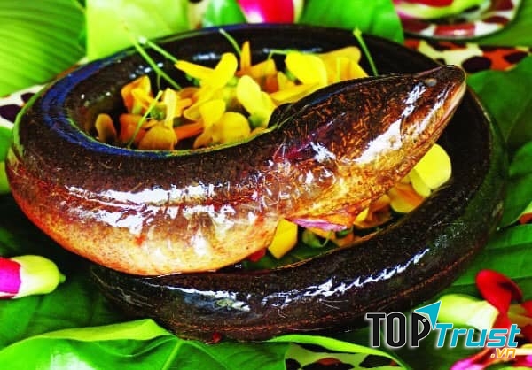 Lý Toét - Lươn Đồng 25 Món