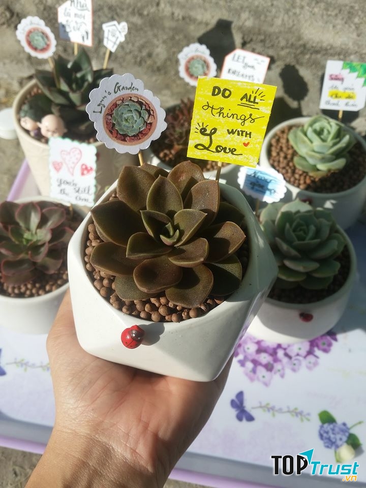 Lynn's Garden - Sen đá Vũng Tàu