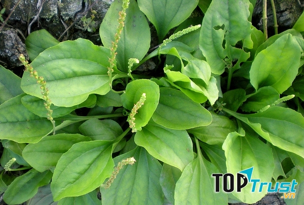 Cây mã đề điều trị mụn hiệu quả