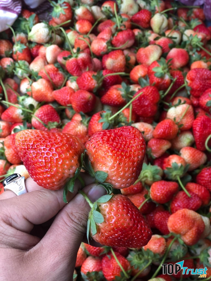 Mai Anh Fresh Fruits