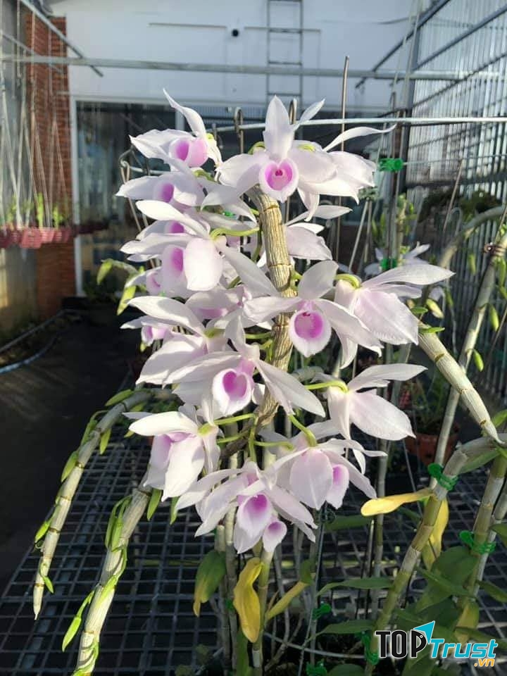 Phi Diệp giống 5 cánh trắng tại Mai Lâm Garden