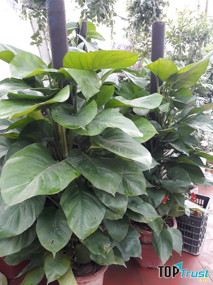 Cây cảnh tại Mai Lâm Garden