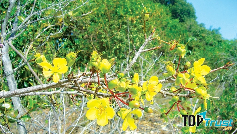 Mai rừng một nhánh nở bên giếng rừng