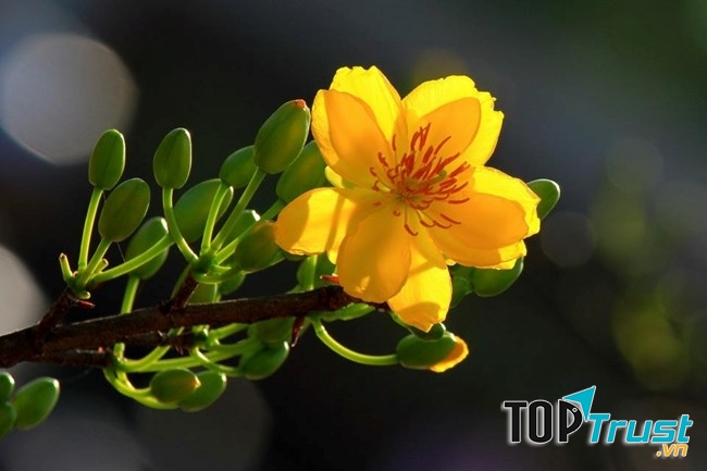 Từ góc phòng khách, cây mai trông thật rực rỡ.