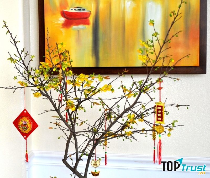 Tết càng đến gần, cây mai nhà tôi càng rực rỡ.