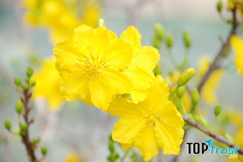 Mai vàng Bình Lợi