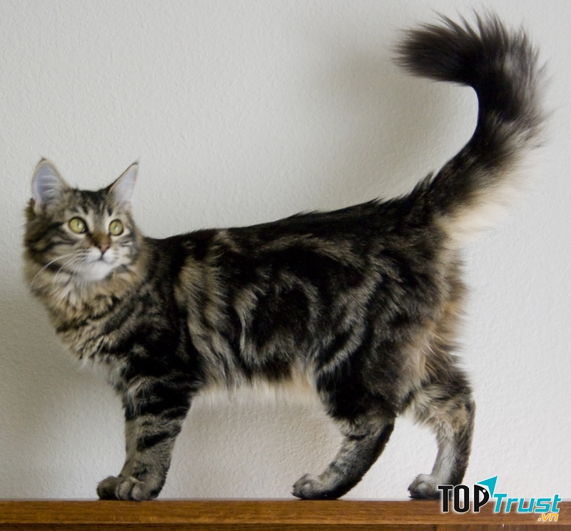 Maine Coon là giống mèo nhà có kích thước to lớn nhất hiện nay