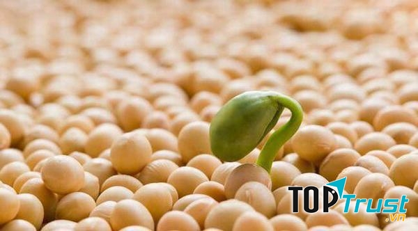 Chống lão hóa da là một trong những công dụng tuyệt vời của mầm đậu nành.
