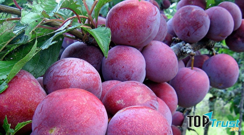 Mận tam hoa Bắc Hà