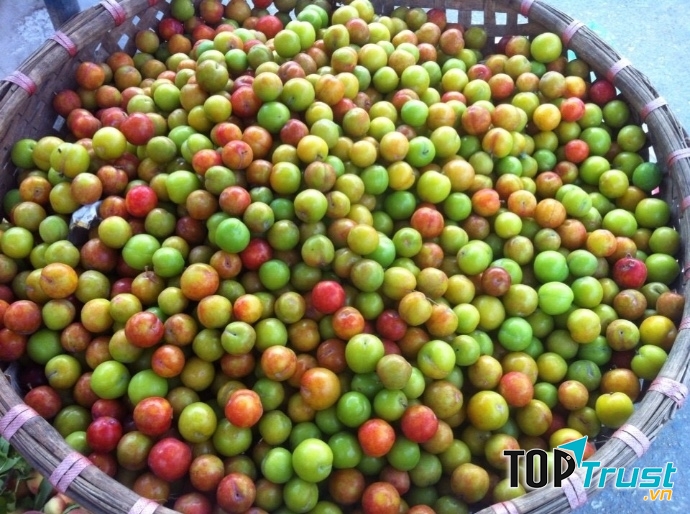 Mận cơm