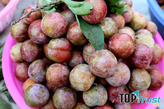 Mận tam hoa Tây Bắc