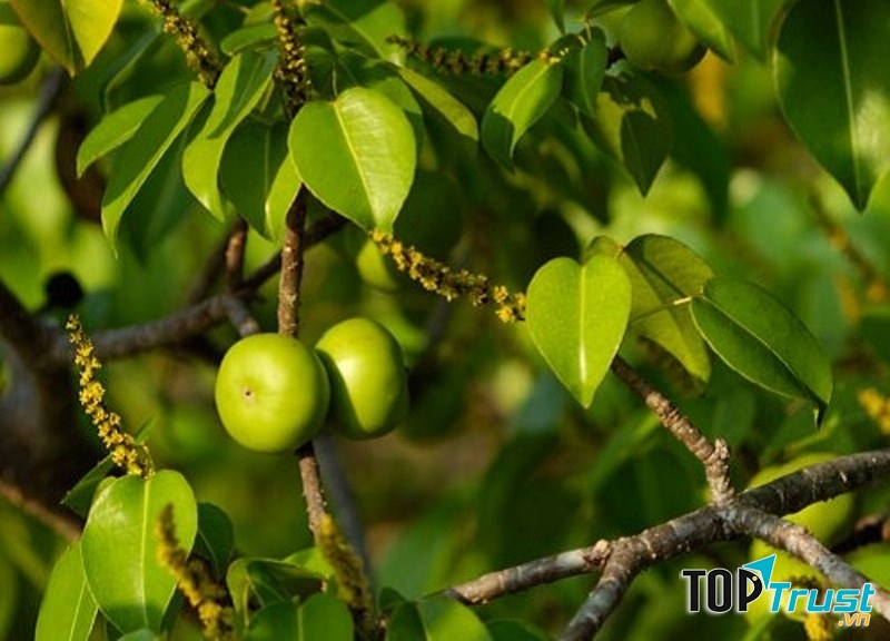 Cây Manchineel
