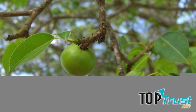 Manchineel nguy hiểm đến nỗi người ta phải đặt biển báo nguy hiểm và cách xa ít nhất 6 mét