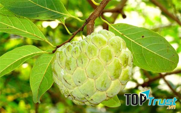 Bà bầu ăn na đúng cách có thể giúp hệ tim mạch ổn định hơn
