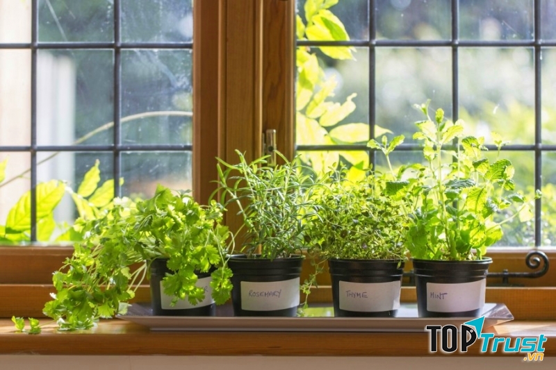 Mang sắc xanh vào trong nhà