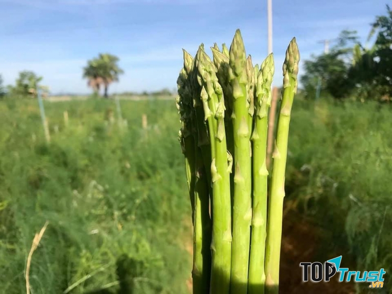 Măng tây được xem là một trong những thực phẩm giúp giảm cân an toàn