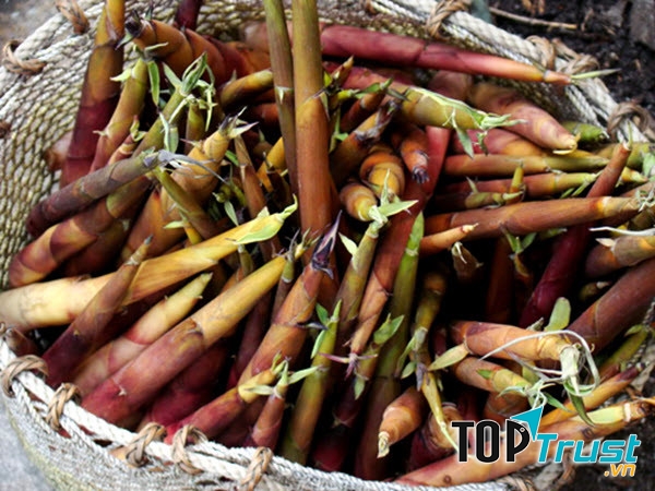 Măng trúc Yên Tử