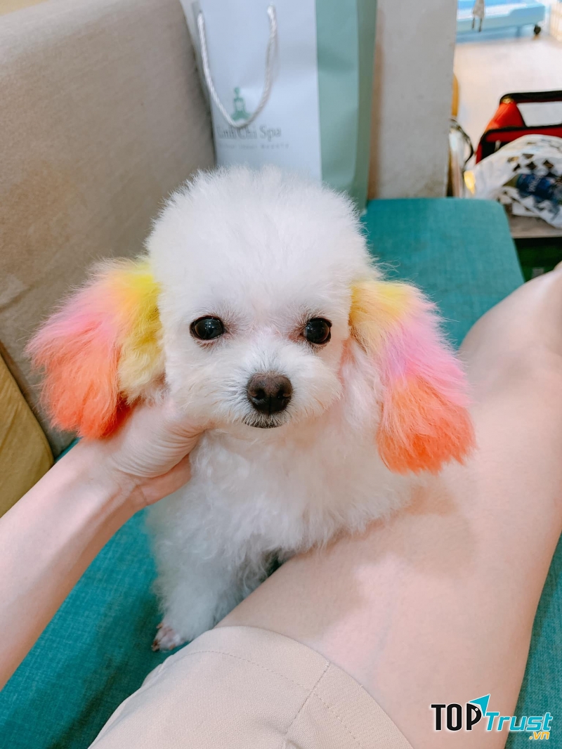 Master Pet Grooming Spa & Hotel