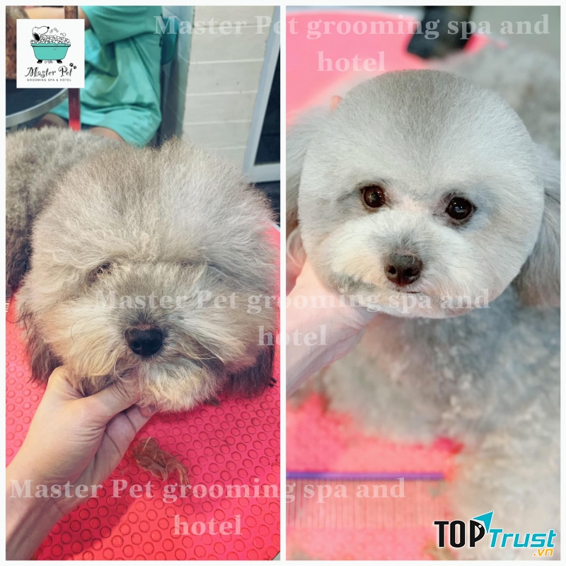 Master Pet Grooming Spa & Hotel