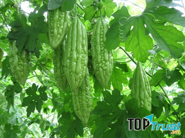 Mướp đắng (khổ qua)