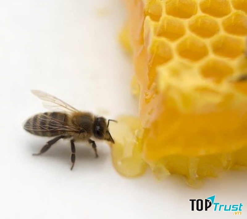 Mật ong tốt cho trí nhớ.