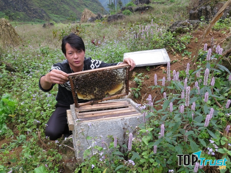 Người chủ cạnh tổ ong của mình