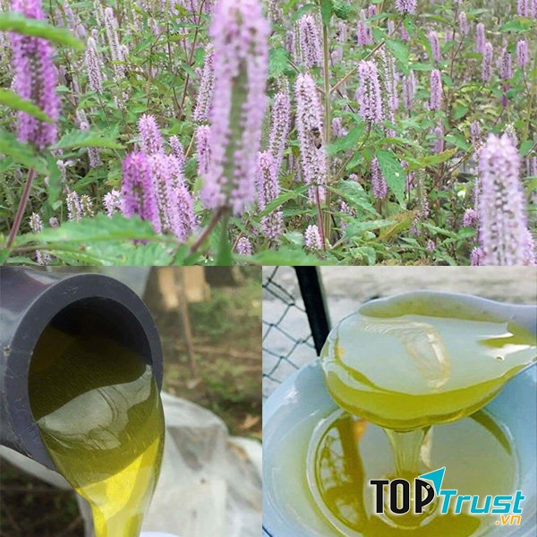 Mật ong bạc hà Mèo Vạc