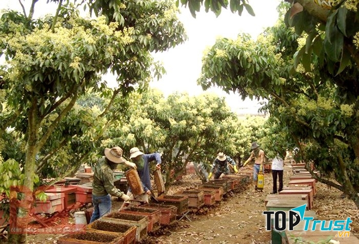 Những người thợ đang lấy mật ong trong vườn vải