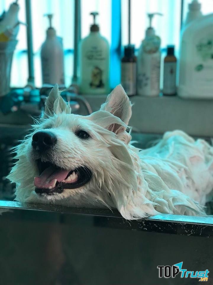 Mật Pet family - Spa & Pet Shop